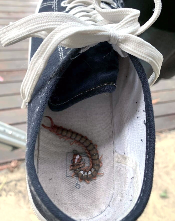 Centipede inside a sneaker, one of the animals that would be nightmare fuel to non-Australians.