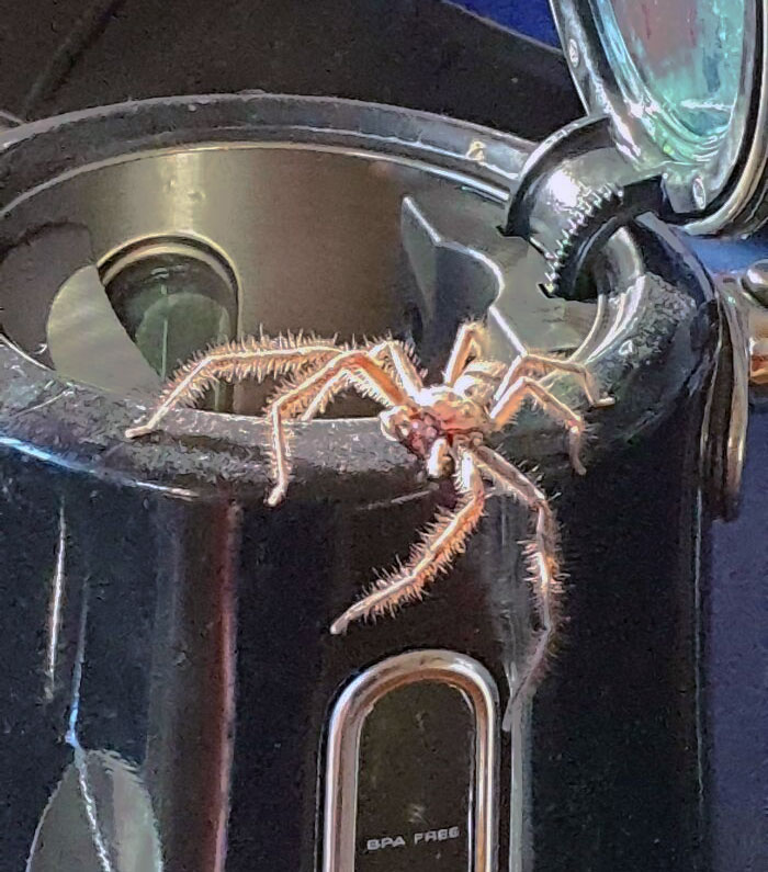 Large hairy spider crawling on the edge of a black appliance, one of the animals that would be nightmare fuel to non-Australians.