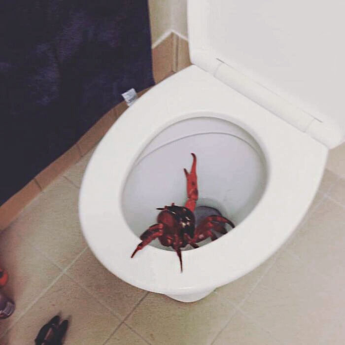 Red crab inside a toilet bowl, an unusual animal encounter that would be nightmare fuel to non-Australians.