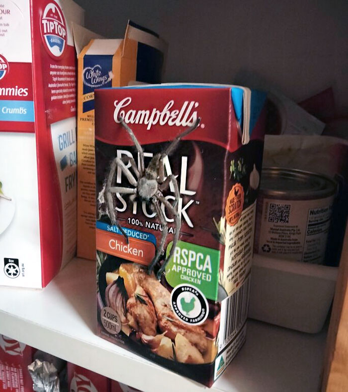 Large Huntsman spider clinging to a chicken stock carton in a kitchen cupboard, a common nightmare fuel animal in Australia.