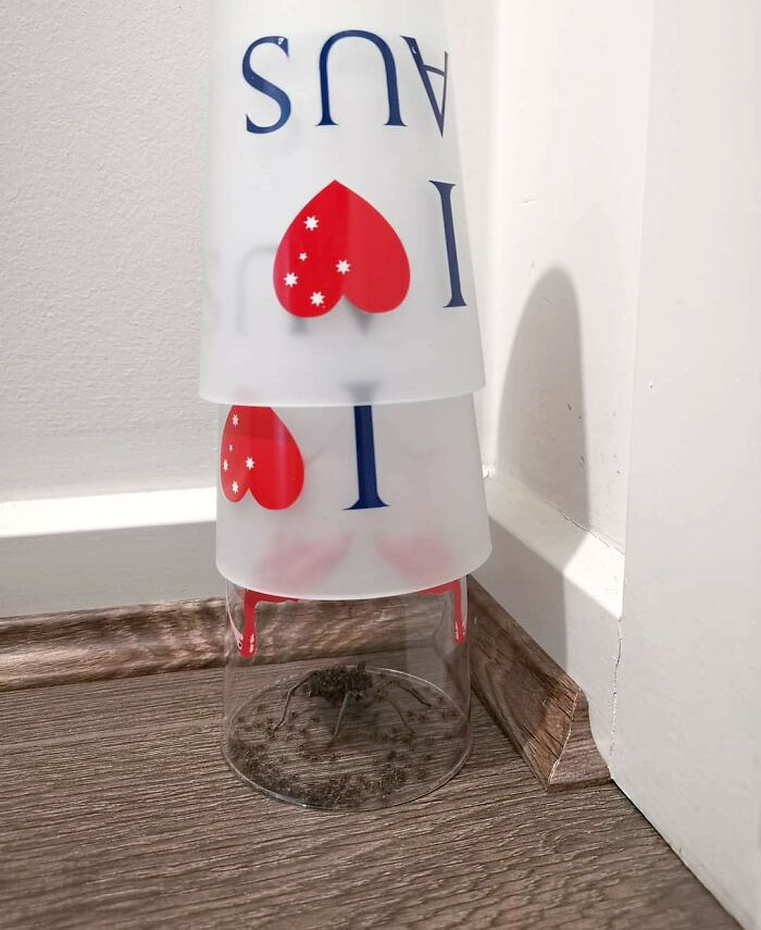 Large spider trapped under stacked plastic cups on a wooden floor, an unsettling animal nightmare fuel for non-Australians.