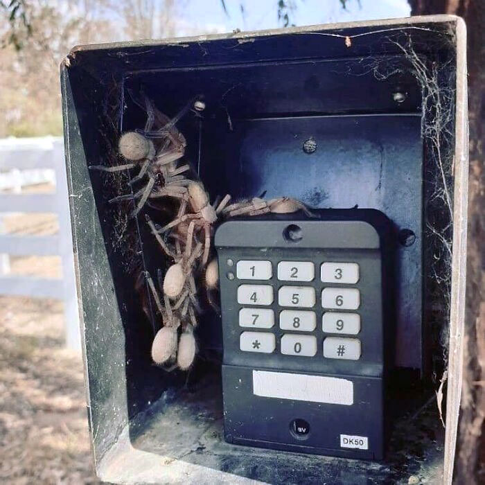 Close-up of large creepy spiders nesting inside a keypad box, an example of nightmare fuel animals in Australia.