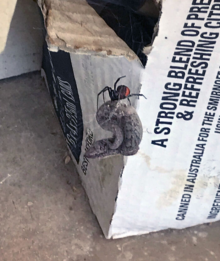 Redback spider capturing a snake on a cardboard box, one of the animals that would be nightmare fuel to non-Australians.