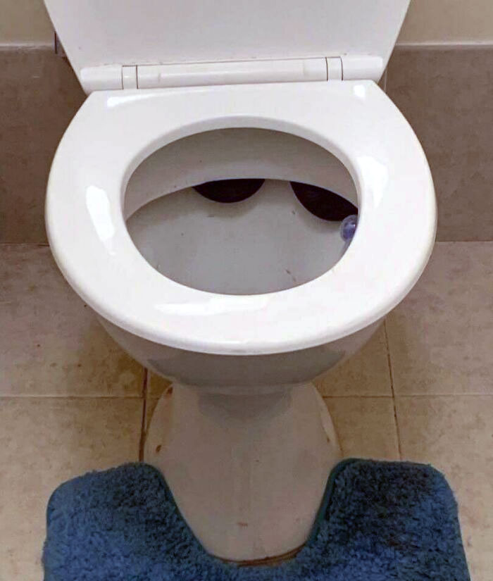 Open toilet bowl with a dark spider inside, a common nightmare fuel animal for non-Australians in bathrooms.