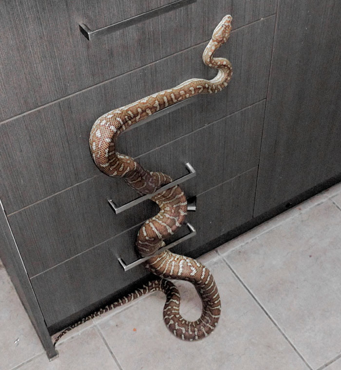 Large snake wrapped around kitchen cabinet handles, an example of animals that would be nightmare fuel to non-Australians.