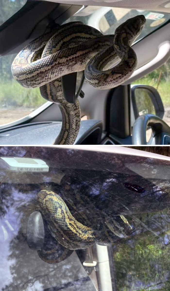 Large snake wrapped around the rearview mirror inside a car, an animal nightmare fuel for non-Australians.
