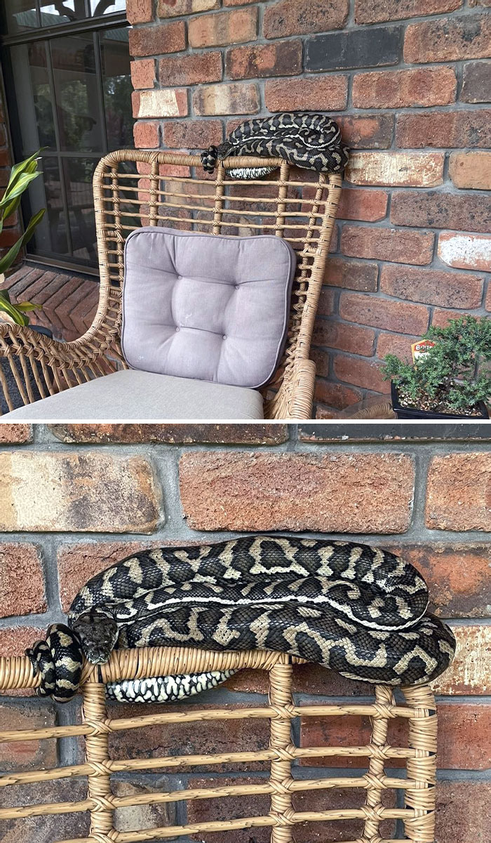 Python snake curled on the back of a wicker chair against a brick wall, one of the animals causing nightmare fuel.
