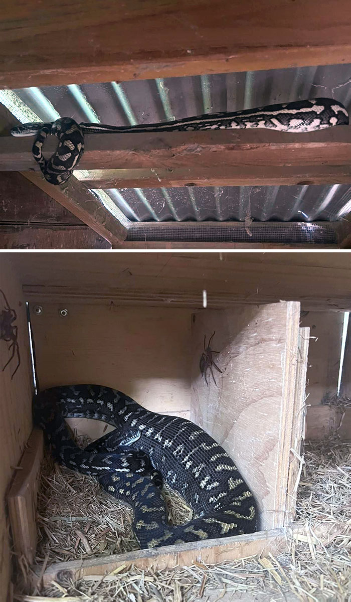 Large snake coiled and stretched in wooden enclosure with spiders, showcasing animals that are nightmare fuel to non-Australians.