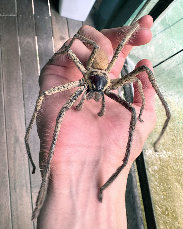 Large Australian spider with hairy legs resting on a human hand, one of the animals nightmare fuel to non-Australians.