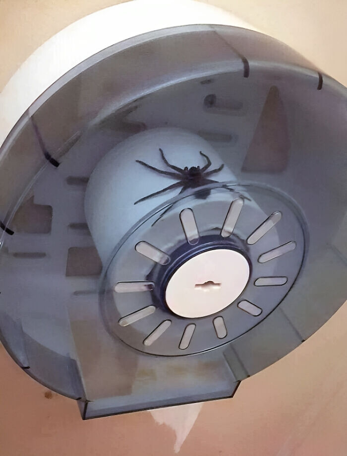 Large spider inside a clear plastic container showcasing one of the animals that would be nightmare fuel to many non-Australians