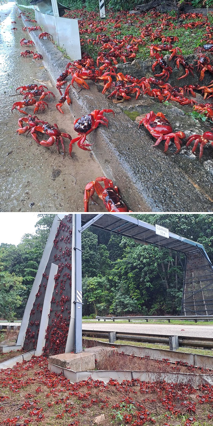 Large groups of bright red crabs crawling on curbs and structures, showcasing nightmare fuel Australian animals.