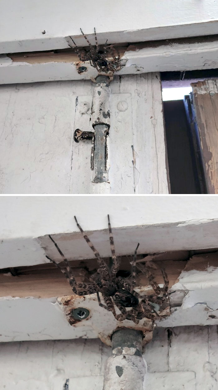 Large spider hiding above an old rusty door latch, one of the animals that would be nightmare fuel to non-Australians.