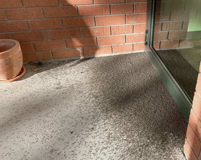 Swarm of small black nightmarish insects on outdoor concrete near brick wall and glass door in Australia.