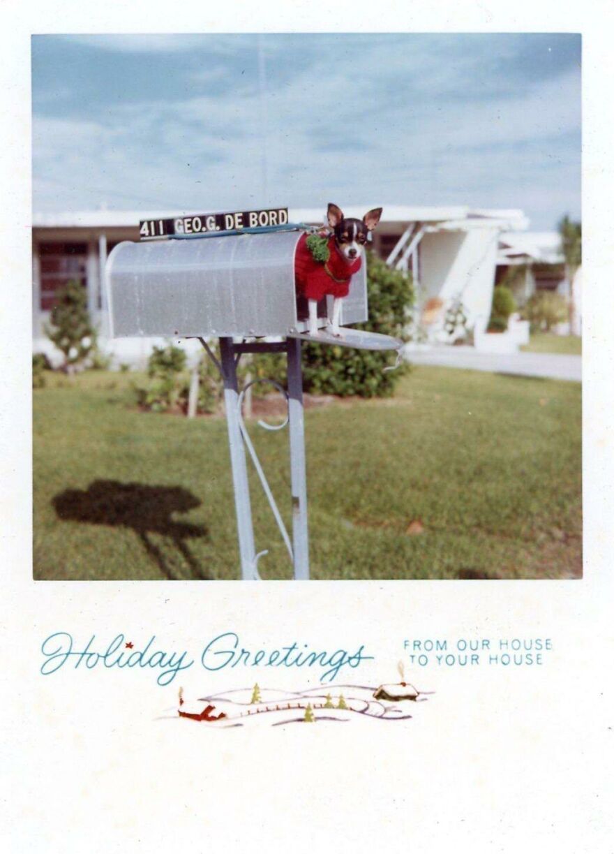 Chihuahua In The Mailbox At The De Bord House, 1962