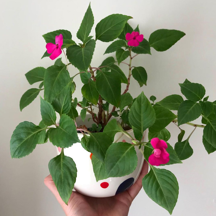 A hand holding a pot with Impatiens A hand holding a pot with Impatiens