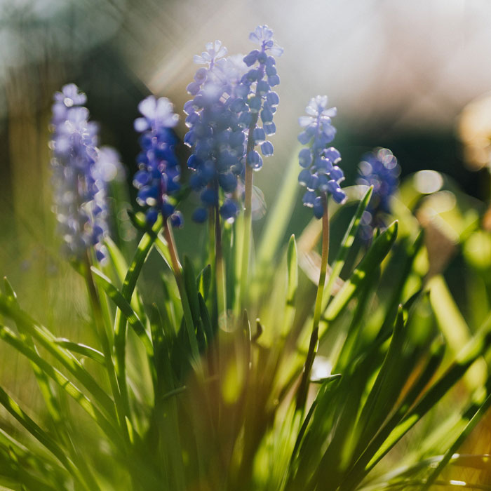 Bluebonnet flower in sunshine