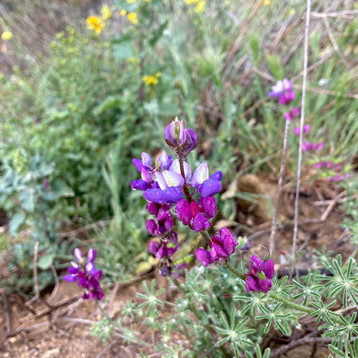 Bajada Lupine Purplish flower 