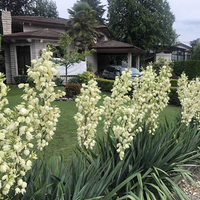 Yucca flower plants near a house 