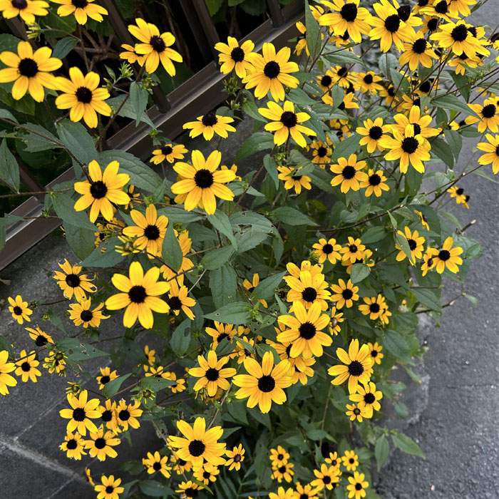 Black-eyed Susan flower bush 