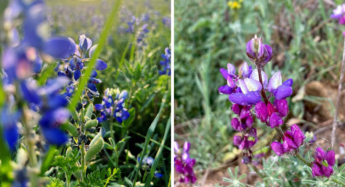 How To Grow And Care For Texas Bluebonnet Flower