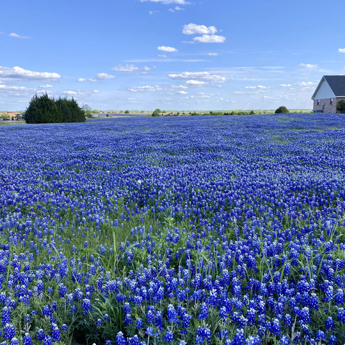 Bluebonnet field near houses 