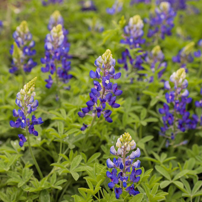 Bluebonnet flowers 