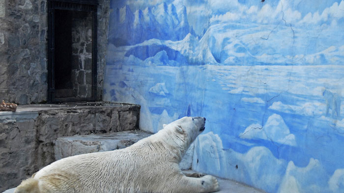 What's Worse Is That The Wild Doesn't Even Look Like That Anymore