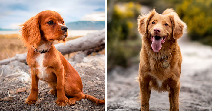 Top 100 Exotic Brown Dog Names for Your Chocolate Pup!