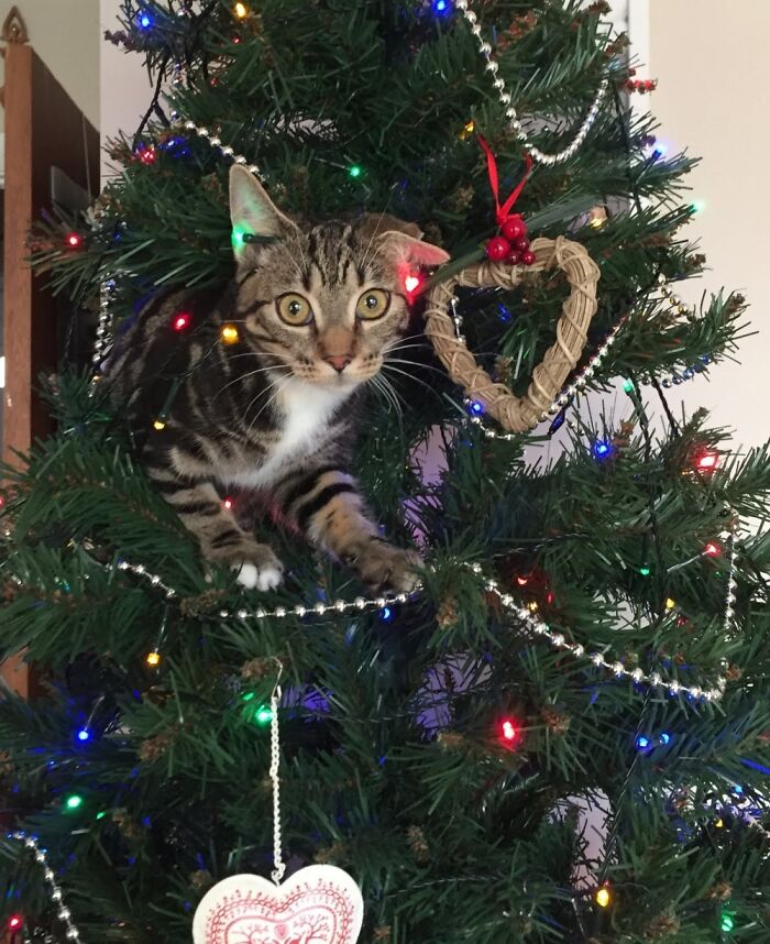 Oh Christmas Tree, Oh Christmas Tree, Your Ornaments Are Going To Be History