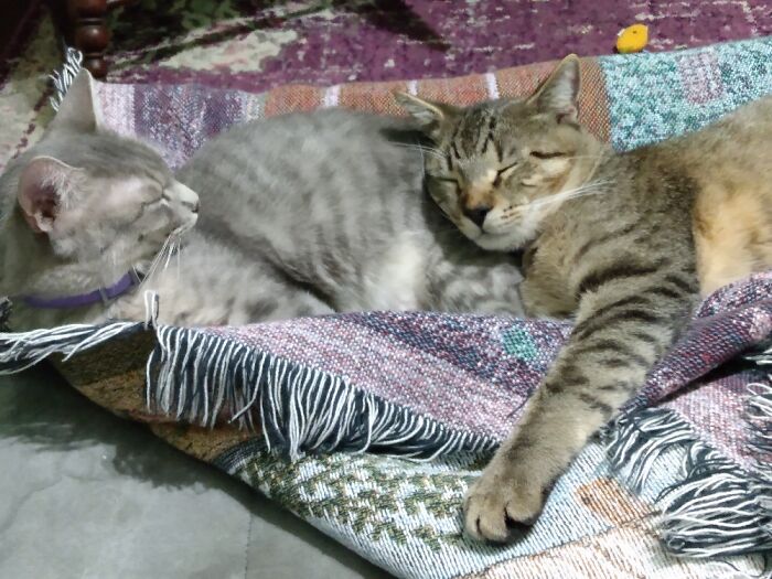 Bouche Is On The Left, And Audi Is On The Right