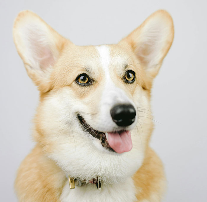 Happy Smiling Corgi 