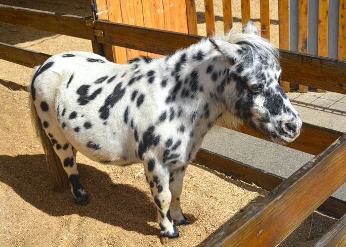 Mom Allows 7 Y.O. To Ride A Pony To School, Causing Entitled Parent To Go Off On Her