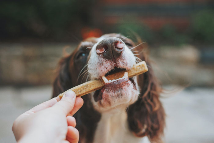 Person giving a treat to the dog 