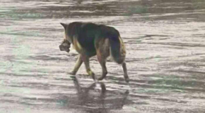 50 Pieces Of ‘Uplifting News’ From 2023 For Those Who Are Fed Up With The Bad News