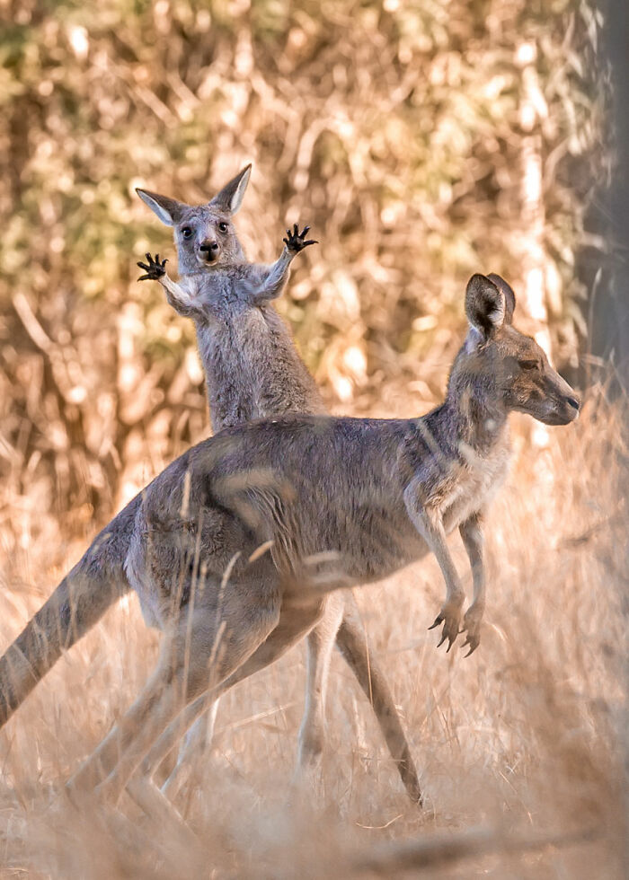 Kangaroo with raised arms and another walking in tall dry grass, a funny wildlife photography contest moment.