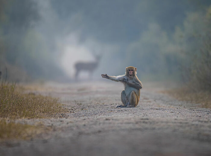 Monkey sitting on a dirt path in a wildlife photography contest image, striking a funny pose with an animal in the background.