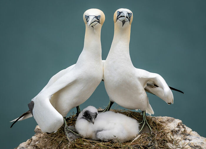 Two seabirds standing protectively over a fluffy chick in a wildlife photography contest funny moment.