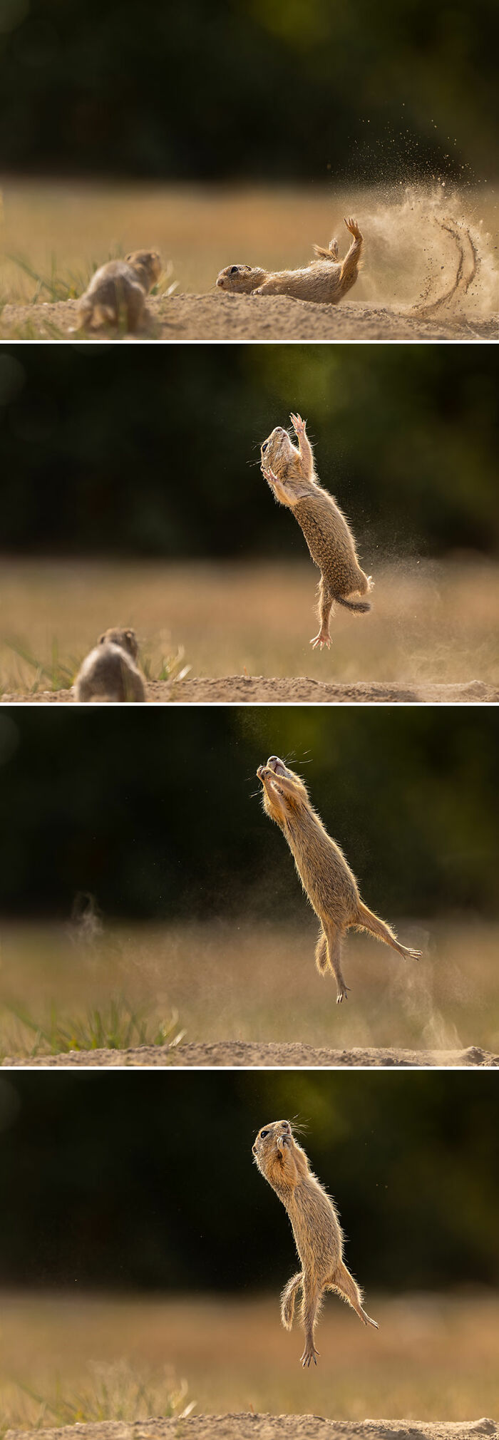Series of wildlife photography contest images showing a small animal dramatically leaping and kicking up dust in the wild.