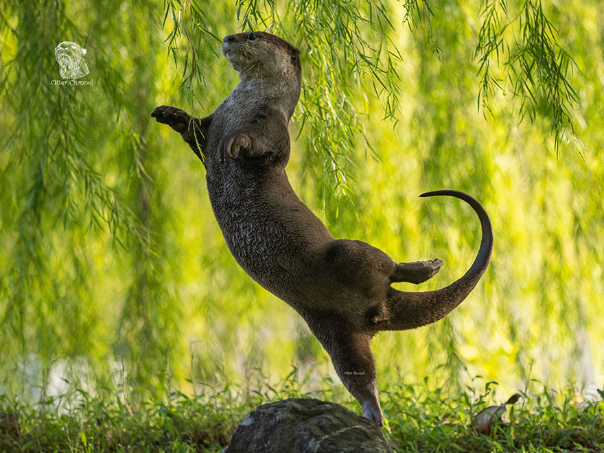 Underwater Category Winner "Otter Ballerina" By Otter Kwek