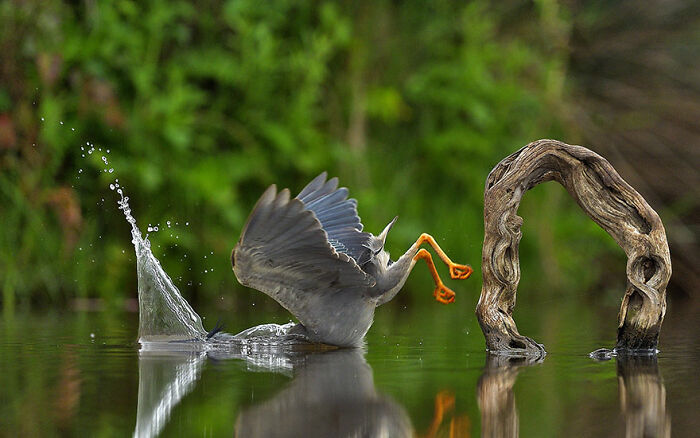 A bird flapping wings in water next to a twisted branch, captured in a funny wildlife photography contest moment.