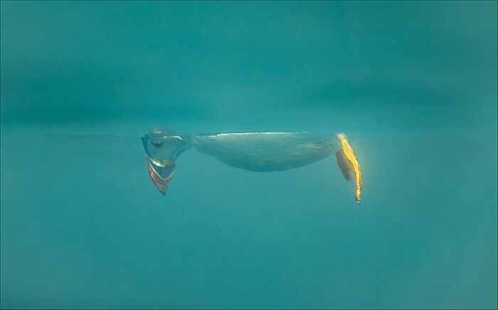 Penguin swimming underwater with reflections, captured in a funny wildlife photography contest photo.