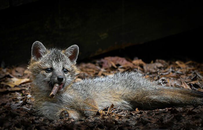 Young fox lying on forest floor with stick in mouth, a funny moment from this year’s wildlife photography contest.