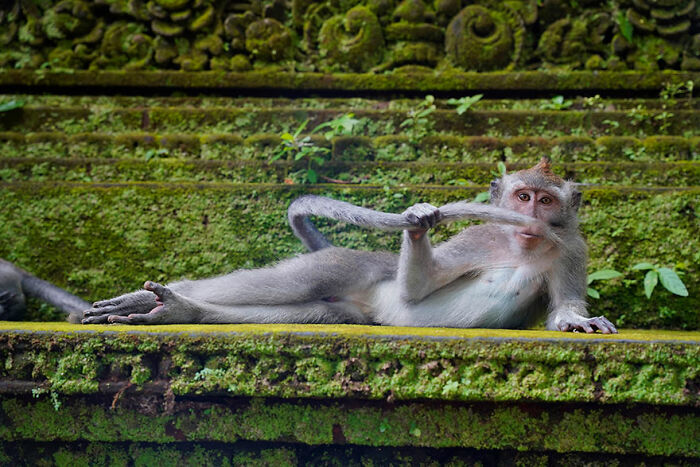 Playful monkey lounging on moss-covered stone, captured in one of the funniest wildlife photography contest photos.