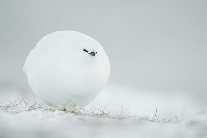 Round white bird covered in snow on a frosty ground, captured in a funny wildlife photography contest moment.