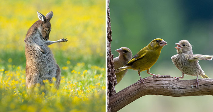 15 Of The Funniest Photos From This Year’s Wildlife Photography Contest That Are Comedy Gold