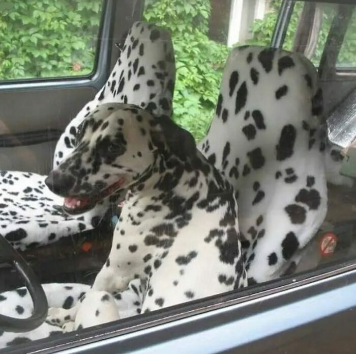 Dalmatian