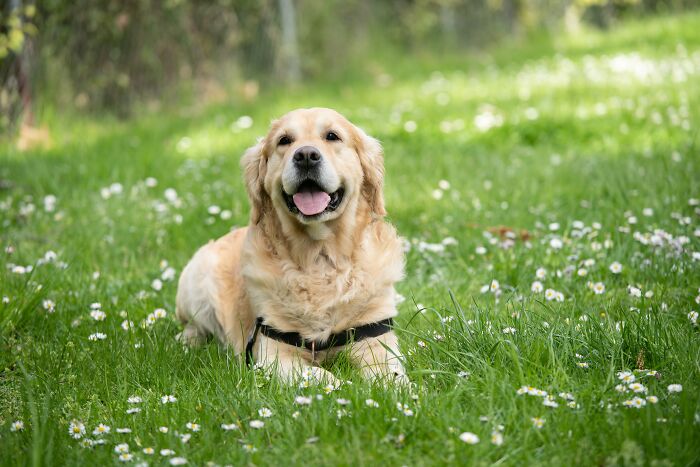 Brown dog smiling and lying in the field of grass