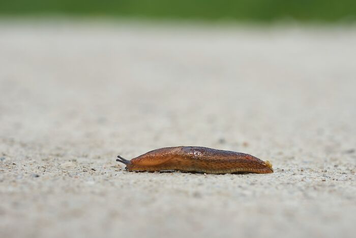 slug on the ground