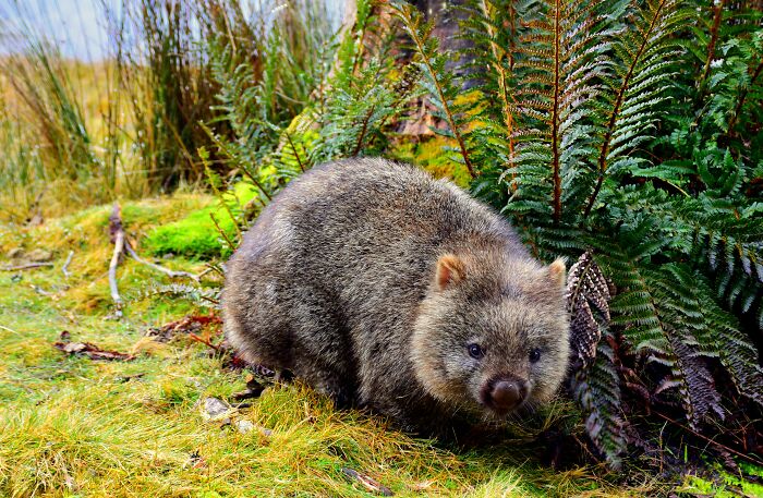 Wombat standing in the field