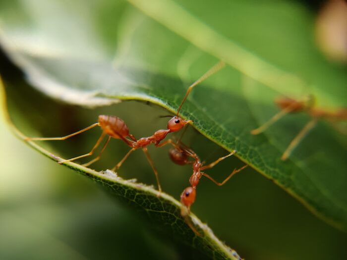 Ants walking on leaves